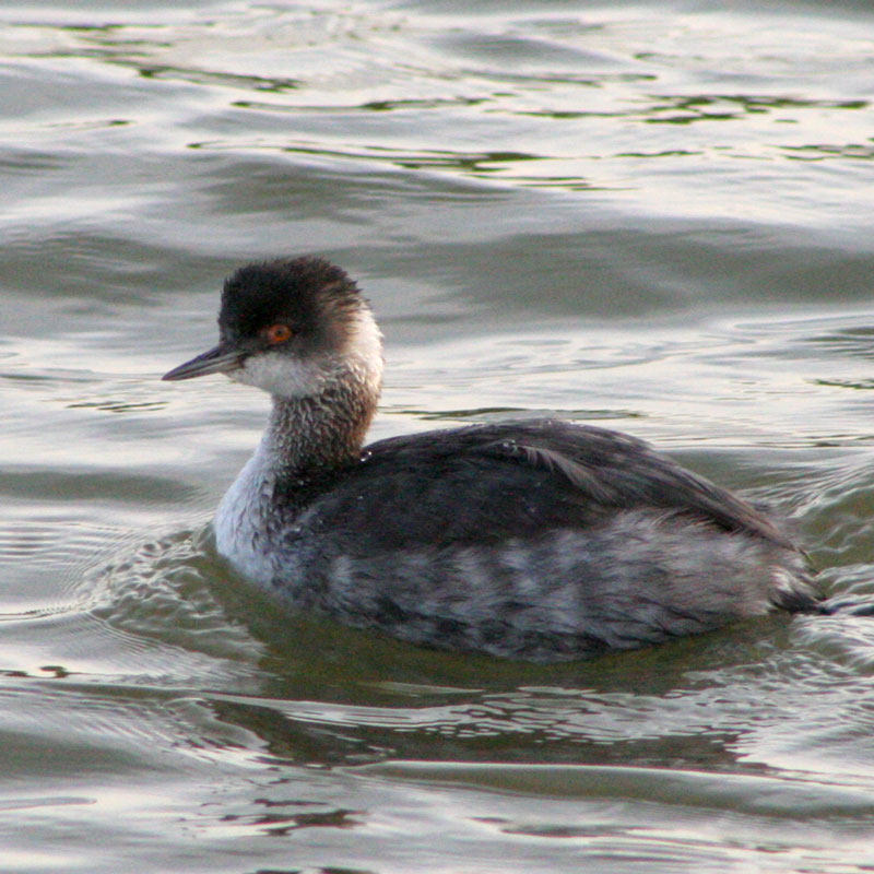 Aechmophorus occidentalis