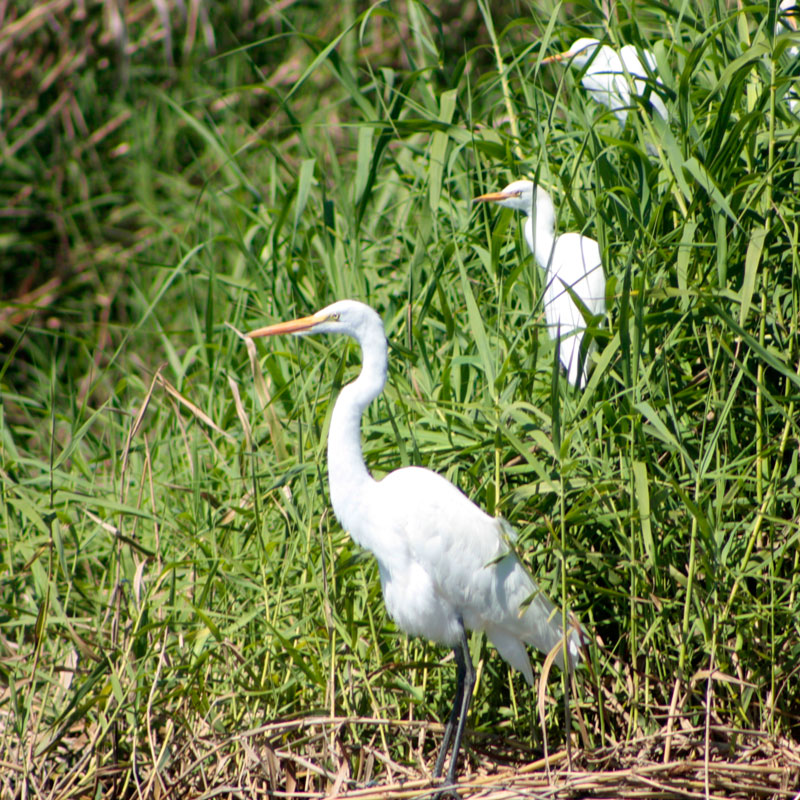 Ardea alba