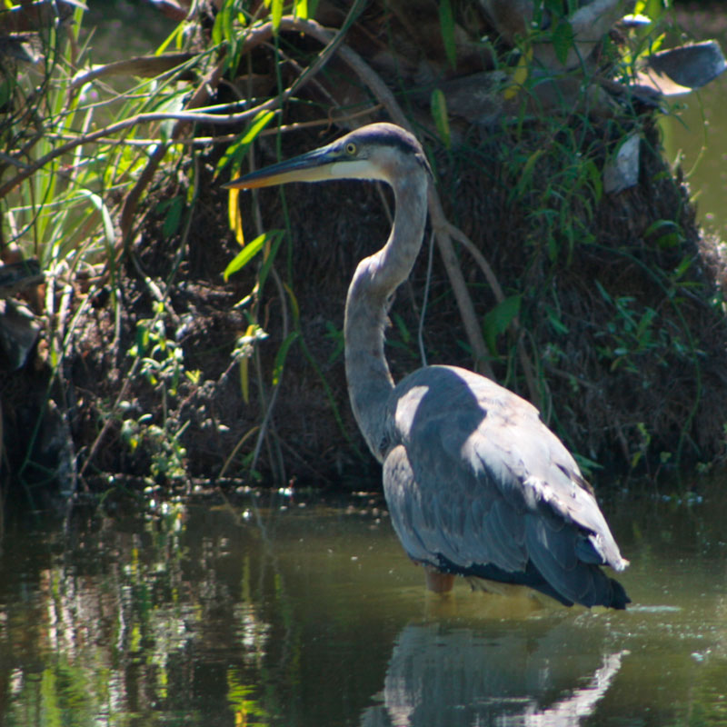 Ardea herodias