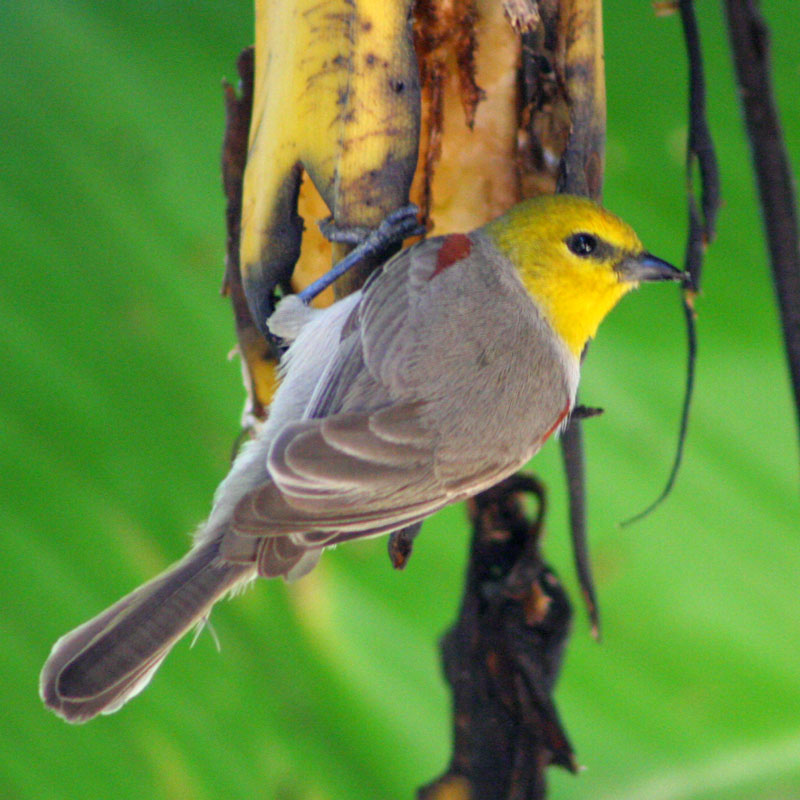 Auriparus flaviceps