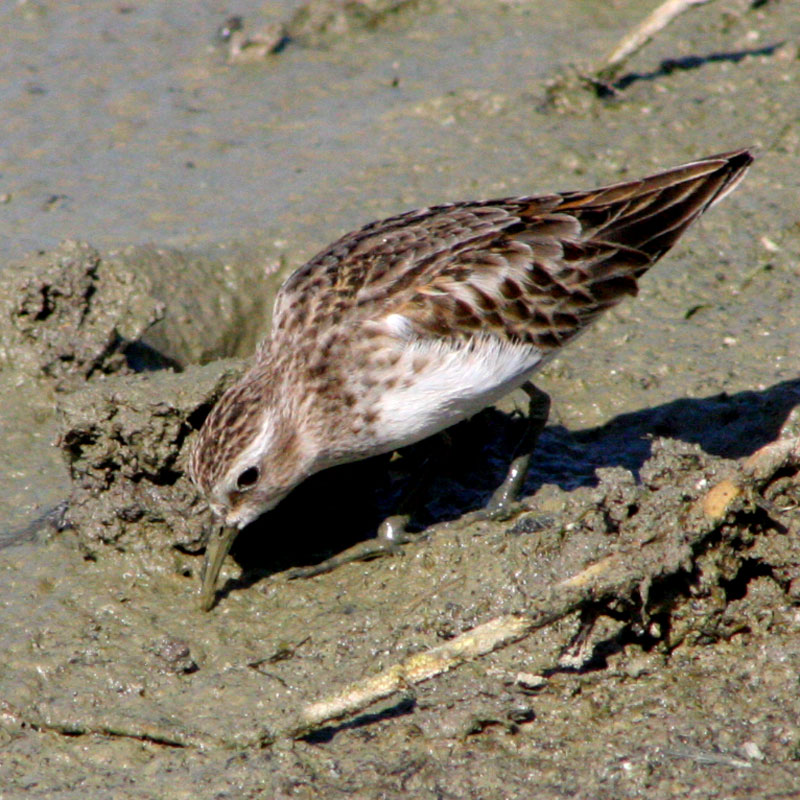 Calidris minutilla