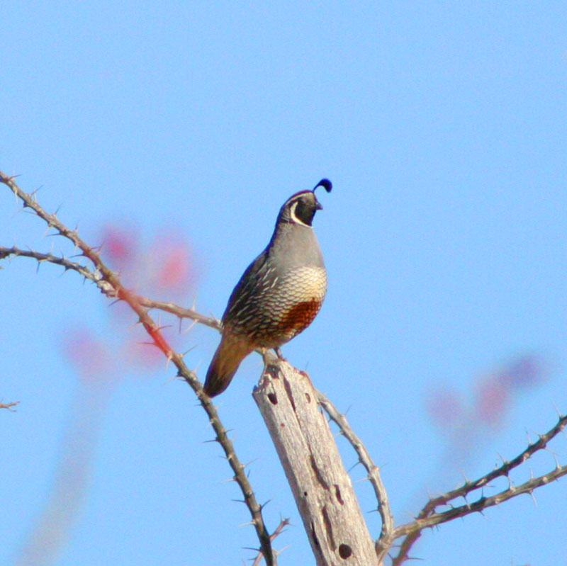 Callipepla californica