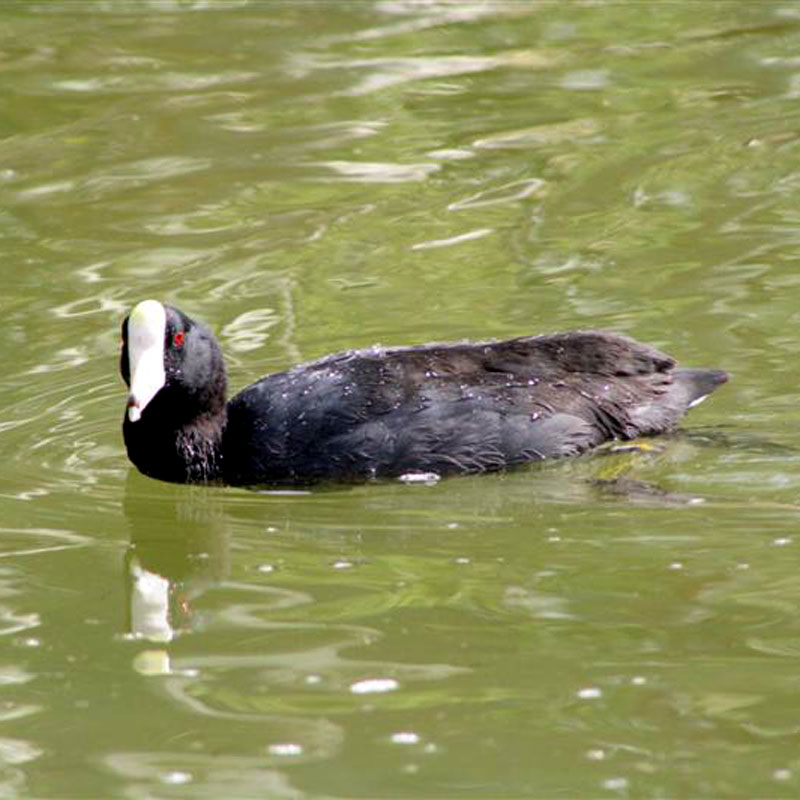 Fulica americana