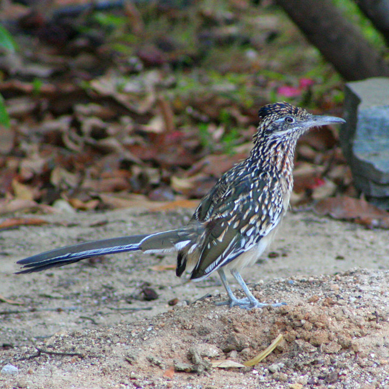 Geococcyx californianus