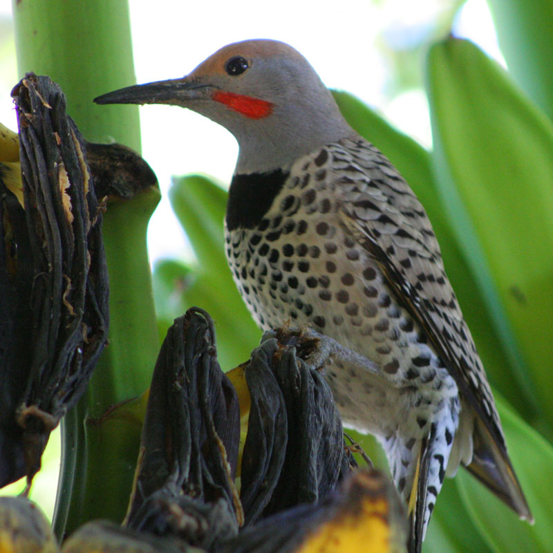 Melanerpes uropygialis