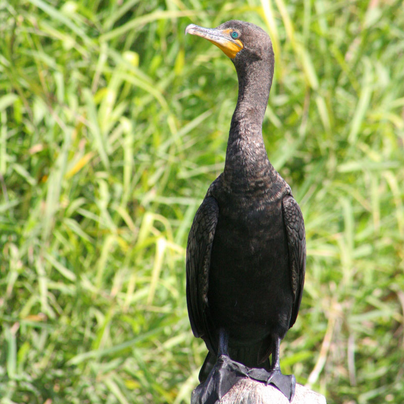 Phalacrocoracidae